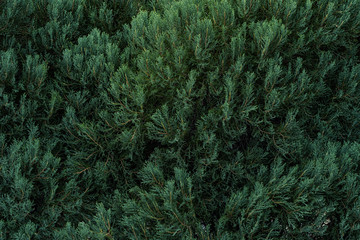 Top view of Dark green pine forest background texture.