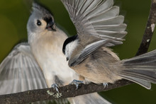Carolina Chickadee Confronting A Startled Tufted Titmouse