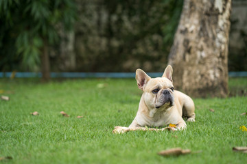 Cute french bulldog lying at park with rawhide bone.