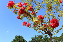 Beautiful Red Roses On A Background Of Green Trees And Blue Sky