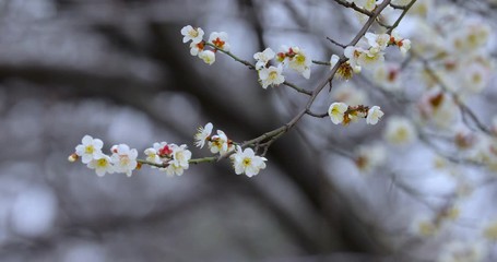 Wall Mural - Early spring plum blossoms after winter, elegant and clean white plum blossoms