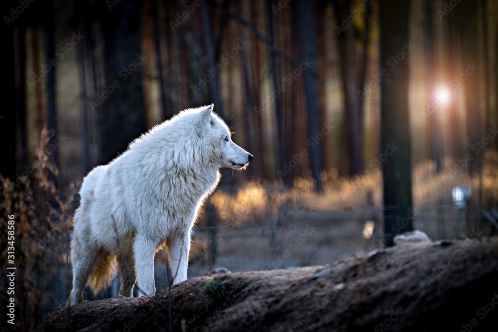 The Arctic wolf (Canis lupus arctos), also known as the white wolf or polar wolf - obrazy, fototapety, plakaty 