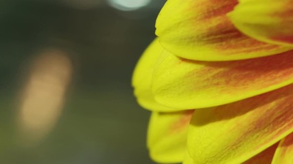 Wall Mural - Macro gerbera yellow orange blooming flower background, beautiful.