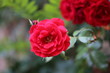 Kwitnąca róża czerwona ogrodowa