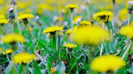 Wall Mural - Yellow dandelions in a spring green meadow with bees and pollen. pollination.