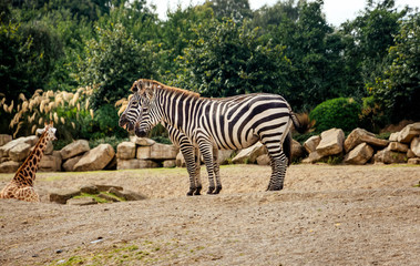 Two zebras, Equus Quagga, standing in their habitat in Dublin zoo and one giraffe, Giraffa Camelopardalis spp, in background, Ireland