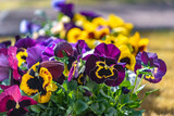 Closeup of colorful pansies (Viola wittrockiana).