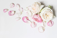 Close Up Of Blooming Pink Roses Flowers And Petals Isolated On White Table Background. Floral Frame Composition. Decorative Web Banner. Styled Stock Photo. Empty Space, Flat Lay, Top View.