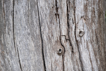 Wall Mural - Tree trunk wood background, Old weathered gray color wooden stump