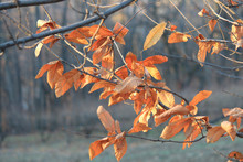 Melancholy Autumn Look With Withered Leaves