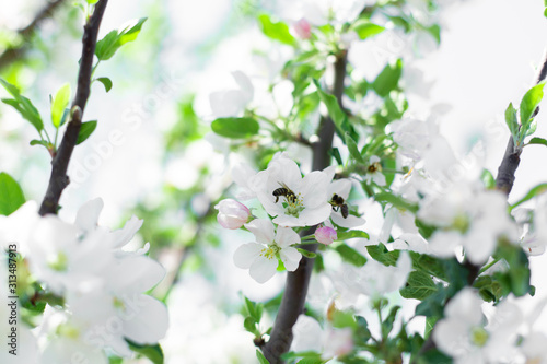 Fototapeta kwiat jabłoni   kwitnace-kwiaty-na-galeziach-drzew-z-bliska