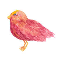 Red Bird In Watercolor Technique. Can Be Used For Unique Phone Cases, Postcards, Logos