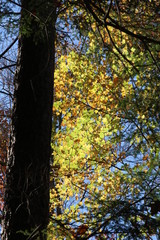 Sticker - green leaves