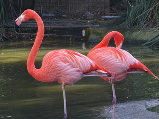 Plakat flamingo tropikalny dziki natura ptak