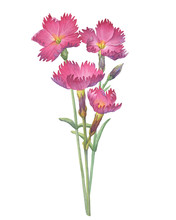 Сloseup Of Pink Dianthus Gratianopolitanus «Feuerhexe» Flower (known As Carnation, Fire Witch, Sweet William, Grandiflorus). Watercolor Hand Drawn Painting Illustration Isolated On White Background.