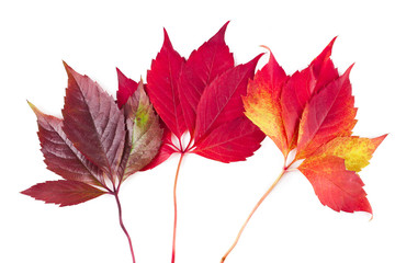 Wall Mural - Red autumn leaves of Parthenocissus quinquefolia, known as Virginia creeper, Victoria creeper, five-leaved ivy, or five-finger isolated on white background.