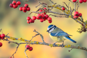 Blue tit sitting on the branch of Hawthorn