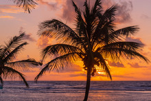 Palm Tree And Ocean In Tropical Orange Sunrise