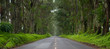 Tree Tunnel, Eucalyptus, Kauai, panoramic