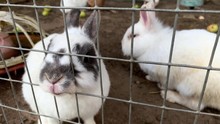 Domestic Furry White And Black Spotted Farm Rabbits Bunny Behind The Bars Of Cage At Animal Farm, Livestock Food Animals Growing In Cage