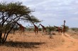 Gruppe von Giraffen spaziert durch den Samburu National Park in Kenia