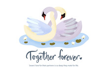 Happy Valentine Day Vector Textured Card With Two Swan Bird Animal Swimming In Water Lily Lake. Romantic Illustration In A Flat Style With Quote And Real Facts About Love.