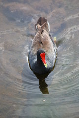 Poster - a moorhen bird wading in the swamp