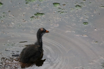 Poster - a moorhen bird wading in the swamp