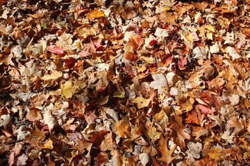 Wall Mural - Autumn Leaves