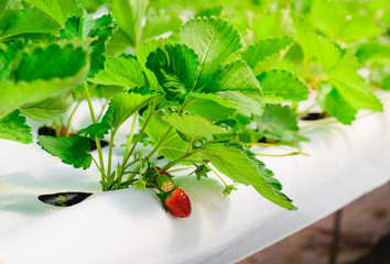 Hydroponic garden,Strawberry plants in growth at field,Organic strawberry greenhouse.