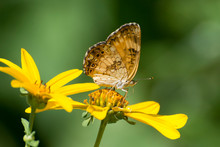 Butterfly 2019-120a / Silvery Checkerspot (Chlosyne Nycteis) On Wildflower