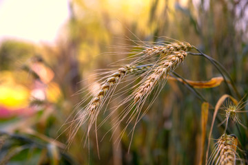 Ears of ripe wheat growing in a wheat field