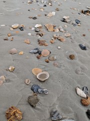 Wall Mural - a close up of seashells on the beach