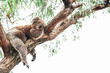 A cute sleeping koala on a tree in Australia not far from the bushfires