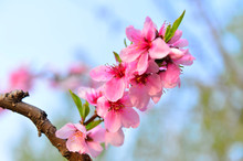 In Full Bloom In The Peach Blossom