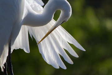 Wall Mural - A closeup of a Great Egret preening it's wing feathers.