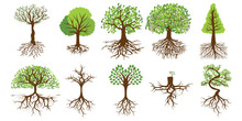 Tree Vector Set Collection Graphic Clipart Design