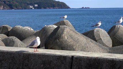 Poster - Sea gulls on the tetra Pods (Break water)