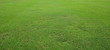Leinwandbild Motiv fresh green grass lawn isolated on white background