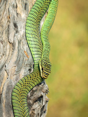 Wall Mural - Image of Golden Tree Snake (Chrysopelea ornata) on the stump on a natural background. Reptile. Animal.