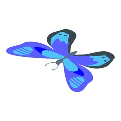 Canvas Print - Spring blue butterfly icon. Isometric of spring blue butterfly vector icon for web design isolated on white background