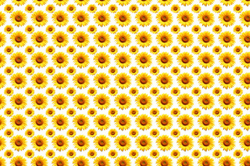 Wall Mural - White background sunflower image