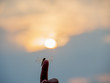 The picture of a vary beautiful dragonfly on the finger before sunset.The colors on dragonfly were very beautiful.The environment was very modest.....