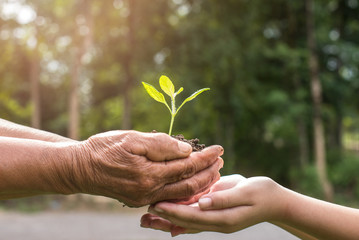 two hands holding together a green young plant. world environment day and sustainable environment in