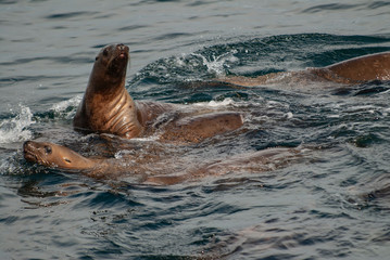 Wall Mural - Curious Steller Sea Lions