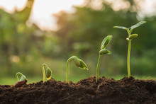 The Seedling Are Growing From The Rich Soil To The Morning Sunlight That Is Shining, Seedling, Cultivation. Agriculture, Horticulture. Plant Growth Evolution From Seed To Sapling, Ecology Concept.