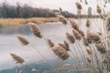 Beautiful Winter Landscape Background Of Pampas Grass Moving In The Wind Calm Nature Backdrop Of Frozen Lake.