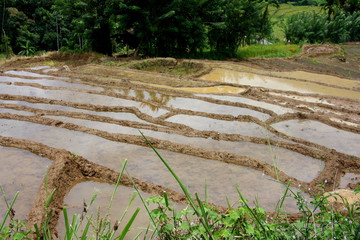 Rice fields. Asia. India. Sri Lanka. Landscaping. Rice cultivation. Harvest rice.