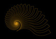 nautilus fossil linear gold black