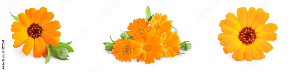 Calendula. Marigold flower with leaves isolated on white background. Set or collection - obrazy, fototapety, plakaty 